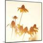 Sundown Flowers-Mandy Lynne-Mounted Art Print
