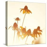 Sundown Flowers-Mandy Lynne-Stretched Canvas
