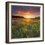 Sundown, Meadow, Manawatu-Wanganui, North Island, New Zealand-Rainer Mirau-Framed Photographic Print