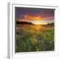 Sundown, Meadow, Manawatu-Wanganui, North Island, New Zealand-Rainer Mirau-Framed Photographic Print