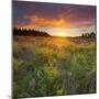 Sundown, Meadow, Manawatu-Wanganui, North Island, New Zealand-Rainer Mirau-Mounted Photographic Print