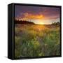 Sundown, Meadow, Manawatu-Wanganui, North Island, New Zealand-Rainer Mirau-Framed Stretched Canvas