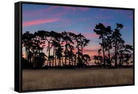 Sundown Old Pine Trees-rghenry-Framed Stretched Canvas