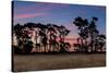 Sundown Old Pine Trees-rghenry-Stretched Canvas