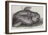 Sunfish Caught Off Cork Harbour-null-Framed Giclee Print