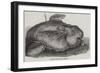 Sunfish Caught Off Cork Harbour-null-Framed Giclee Print