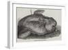 Sunfish Caught Off Cork Harbour-null-Framed Giclee Print