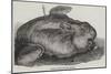 Sunfish Caught Off Cork Harbour-null-Mounted Giclee Print