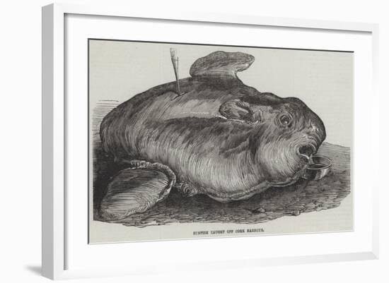 Sunfish Caught Off Cork Harbour-null-Framed Giclee Print