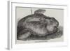 Sunfish Caught Off Cork Harbour-null-Framed Giclee Print