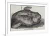 Sunfish Caught Off Cork Harbour-null-Framed Giclee Print