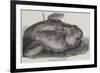 Sunfish Caught Off Cork Harbour-null-Framed Giclee Print