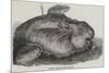 Sunfish Caught Off Cork Harbour-null-Mounted Giclee Print