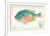 Sunfish on Retro Style Background-Milovelen-Framed Premium Giclee Print