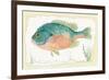 Sunfish on Retro Style Background-Milovelen-Framed Premium Giclee Print