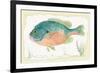 Sunfish on Retro Style Background-Milovelen-Framed Premium Giclee Print