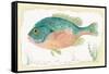 Sunfish on Retro Style Background-Milovelen-Framed Stretched Canvas