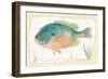 Sunfish on Retro Style Background-Milovelen-Framed Art Print