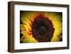 Sunflare-George Oze-Framed Photographic Print