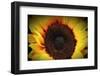 Sunflare-George Oze-Framed Photographic Print