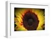 Sunflare-George Oze-Framed Photographic Print