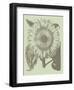 Sunflower 11-Botanical Series-Framed Art Print