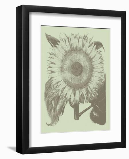 Sunflower 11-Botanical Series-Framed Art Print