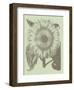 Sunflower 11-Botanical Series-Framed Art Print