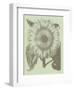 Sunflower 11-Botanical Series-Framed Art Print