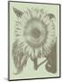 Sunflower 11-Botanical Series-Mounted Art Print
