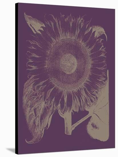Sunflower 13-Botanical Series-Stretched Canvas