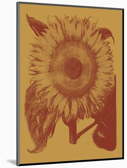 Sunflower 15-Botanical Series-Mounted Art Print