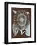 Sunflower 17-Botanical Series-Framed Art Print