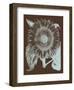 Sunflower 17-Botanical Series-Framed Art Print