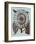 Sunflower 18-Botanical Series-Framed Art Print