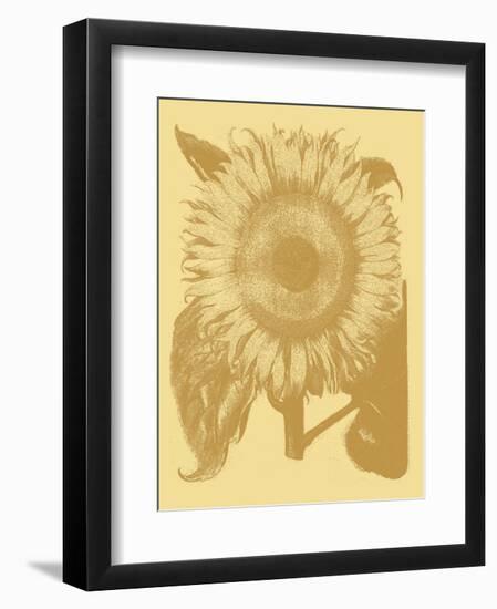 Sunflower 19-Botanical Series-Framed Art Print