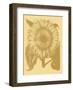 Sunflower 19-Botanical Series-Framed Art Print