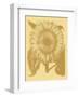 Sunflower 19-Botanical Series-Framed Art Print