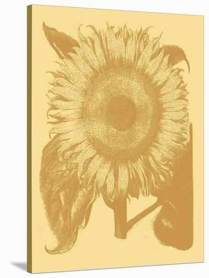 Sunflower 19-Botanical Series-Stretched Canvas