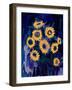 sunflower 1-Rabi Khan-Framed Art Print