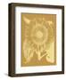 Sunflower 20-Botanical Series-Framed Art Print