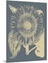 Sunflower 2-Botanical Series-Mounted Giclee Print
