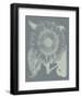 Sunflower 7-Botanical Series-Framed Art Print