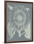 Sunflower 7-Botanical Series-Framed Giclee Print