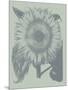 Sunflower 8-Botanical Series-Mounted Art Print
