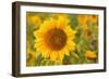 Sunflower a Field of Sunflowers with One Single-null-Framed Photographic Print