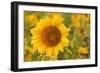 Sunflower a Field of Sunflowers with One Single-null-Framed Photographic Print