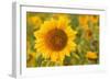 Sunflower a Field of Sunflowers with One Single-null-Framed Photographic Print