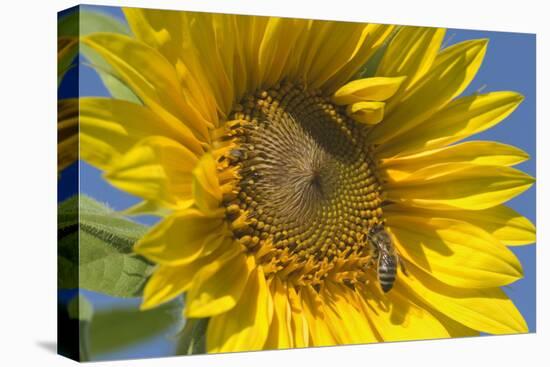 Sunflower a Honeybee (Apis Mellifera) Gathers-null-Stretched Canvas