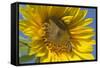 Sunflower a Honeybee (Apis Mellifera) Gathers-null-Framed Stretched Canvas